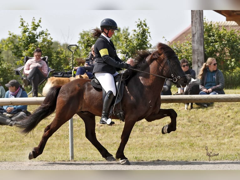 Islandpferd Wallach 12 Jahre 143 cm Rappe in Lengerich