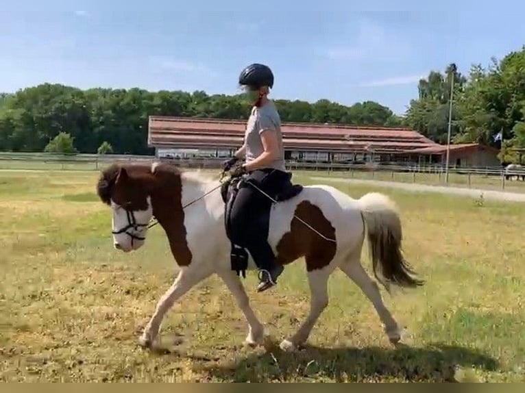 Islandpferd Wallach 12 Jahre 143 cm Schecke in Gütersloh