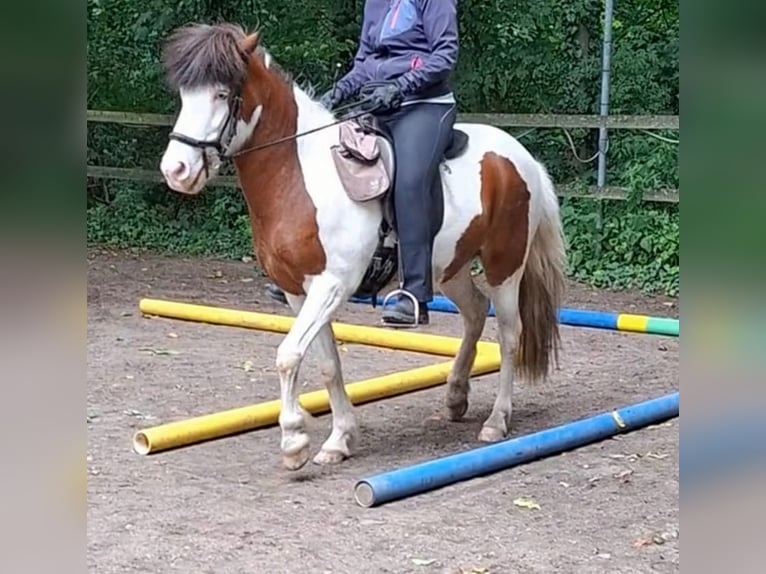 Islandpferd Wallach 12 Jahre 143 cm Schecke in Gütersloh
