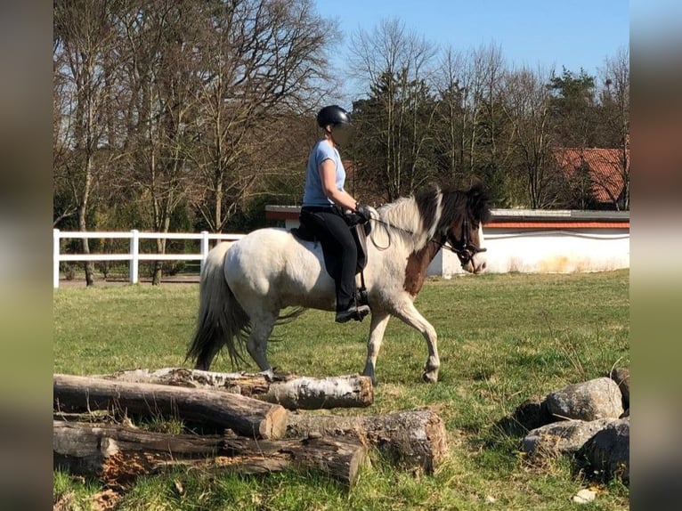 Islandpferd Wallach 12 Jahre 143 cm Schecke in Gütersloh