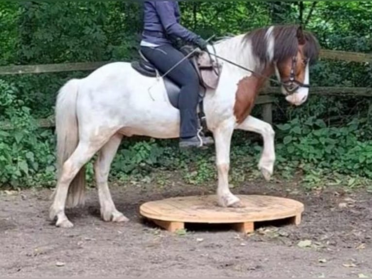 Islandpferd Wallach 12 Jahre 143 cm Schecke in Gütersloh