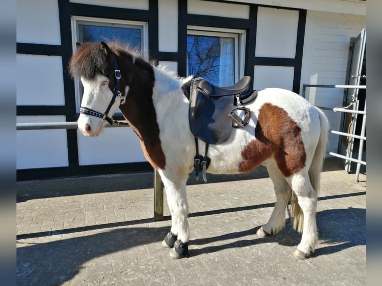 Islandpferd Wallach 12 Jahre 143 cm Schecke in Gütersloh