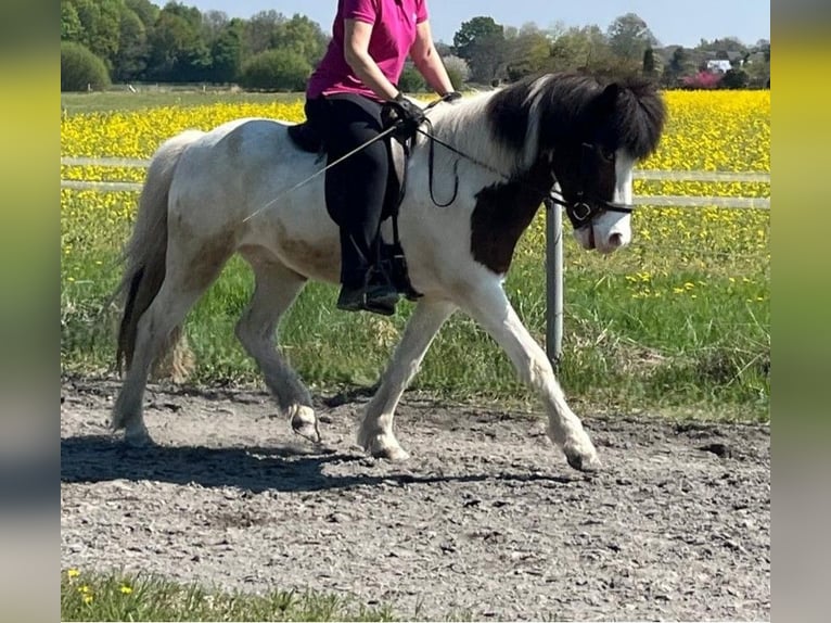 Islandpferd Wallach 12 Jahre 143 cm Schecke in Gütersloh
