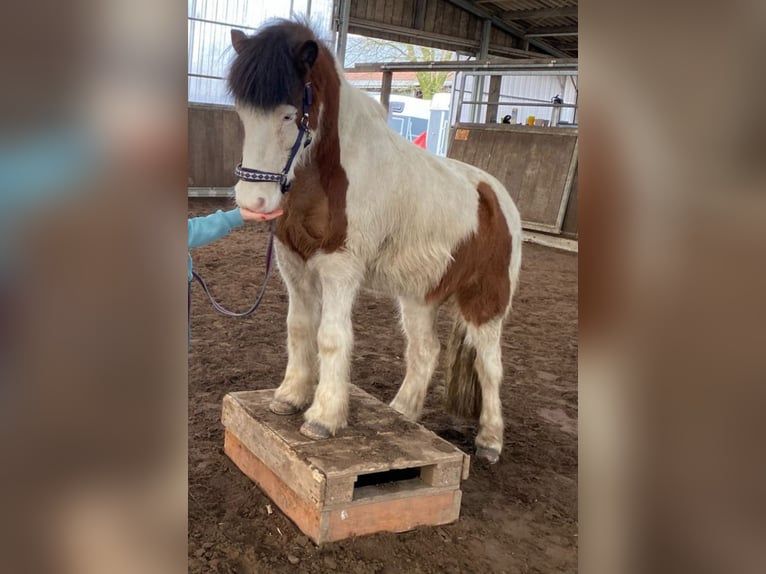 Islandpferd Wallach 12 Jahre 143 cm Schecke in Gütersloh