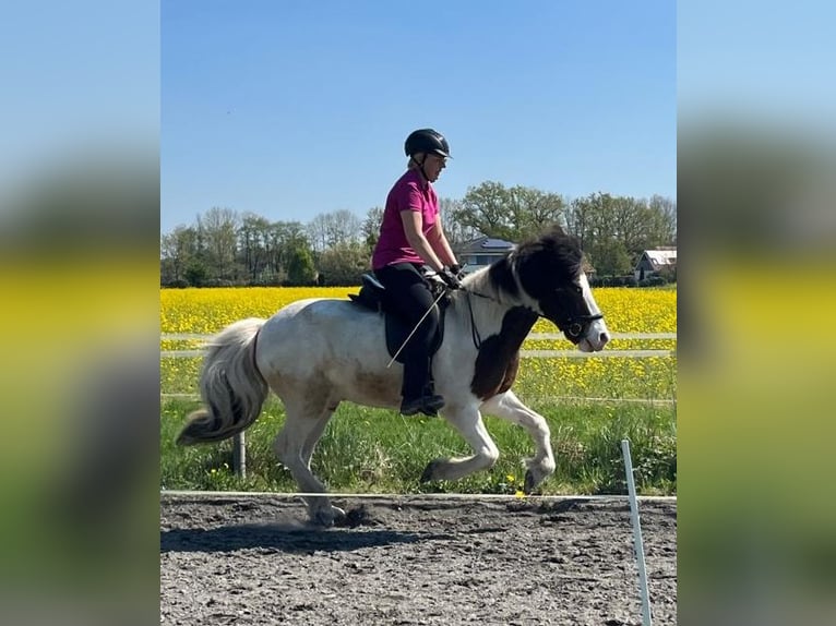 Islandpferd Wallach 12 Jahre 143 cm Schecke in Gütersloh