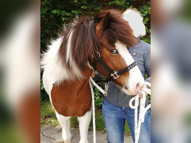 Islandpferd Wallach 12 Jahre 143 cm Schecke in Gütersloh