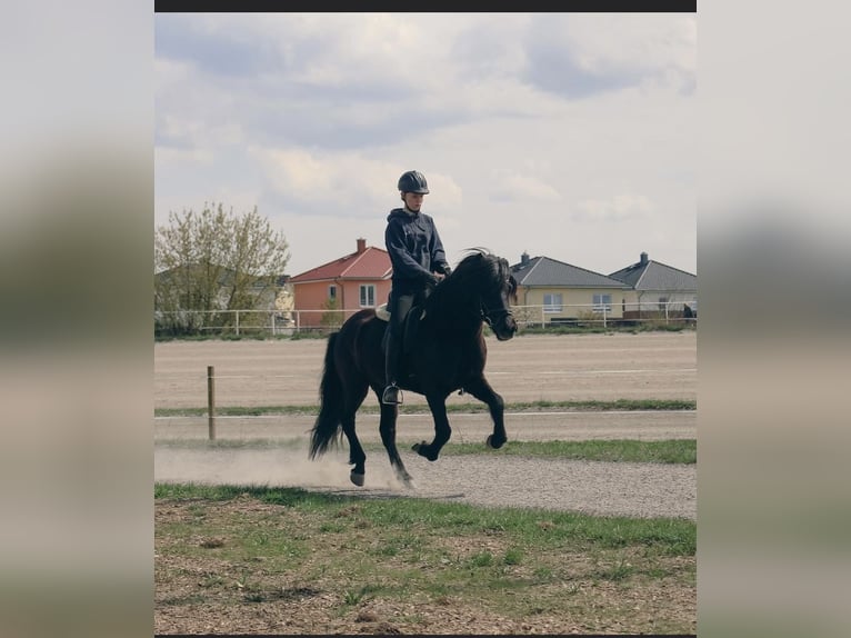 Islandpferd Wallach 12 Jahre 144 cm Rappe in Teltow