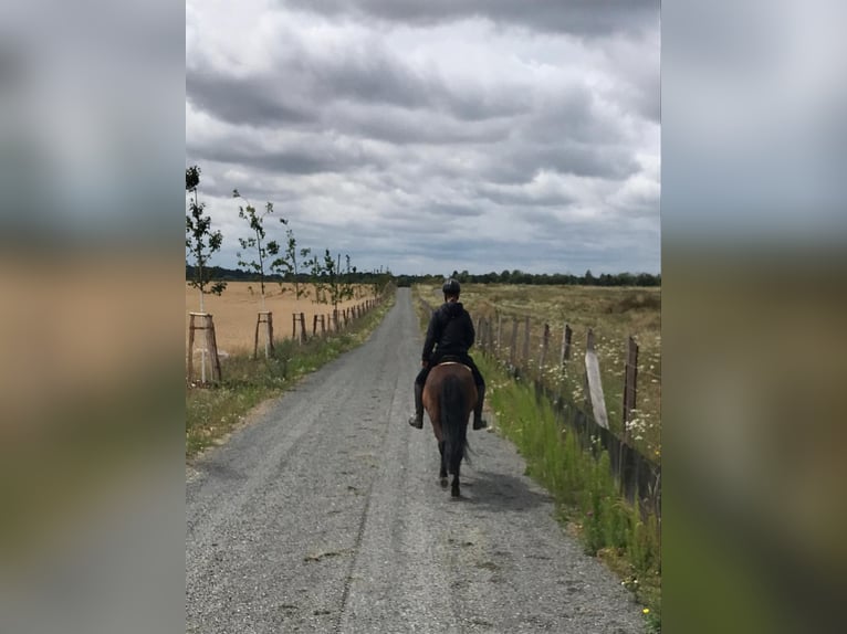 Islandpferd Wallach 12 Jahre 144 cm Rappe in Teltow