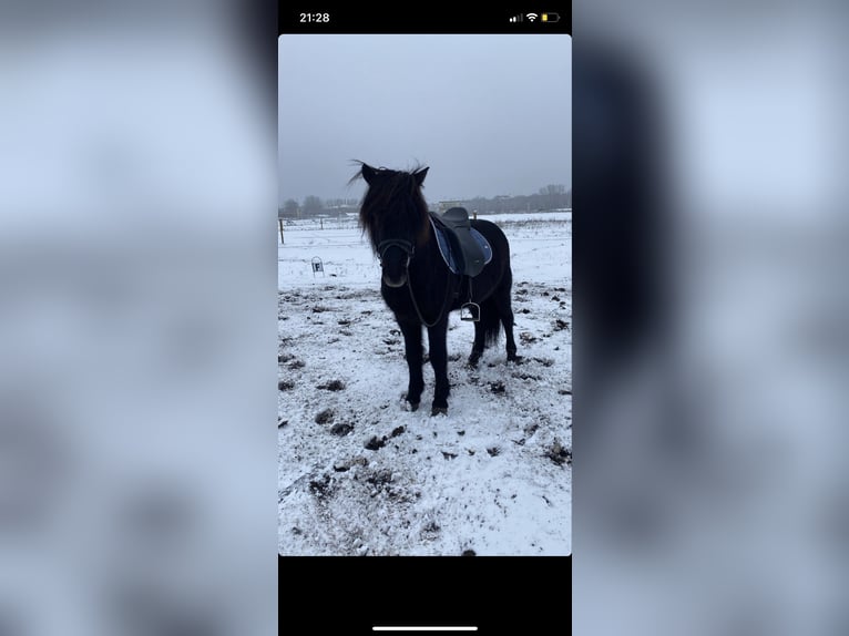 Islandpferd Wallach 12 Jahre 144 cm Rappe in Teltow