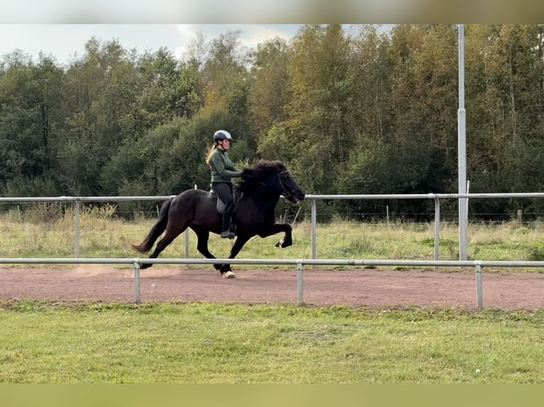 Islandpferd Wallach 12 Jahre 144 cm Rappe in Soltau