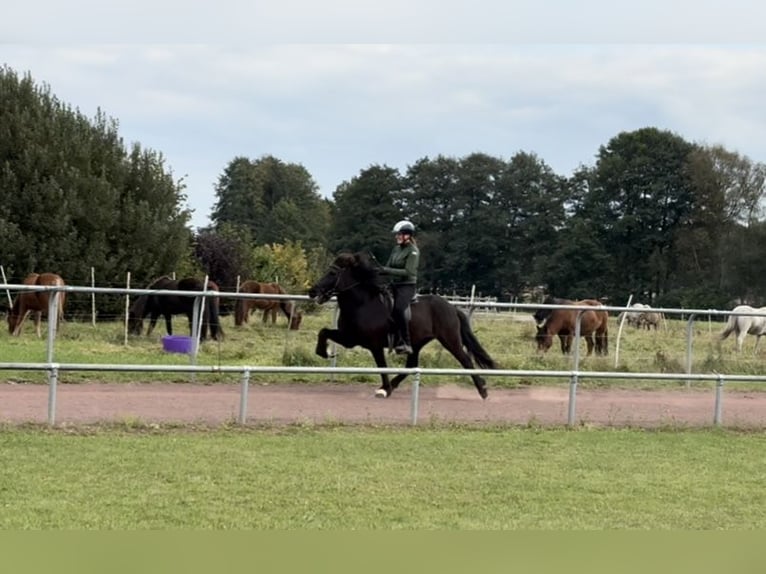Islandpferd Wallach 12 Jahre 144 cm Rappe in Soltau