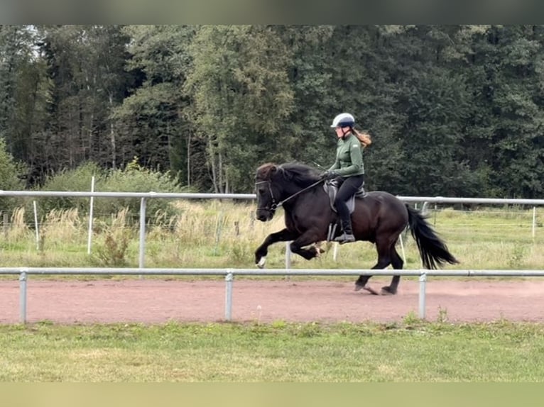 Islandpferd Wallach 12 Jahre 144 cm Rappe in Soltau