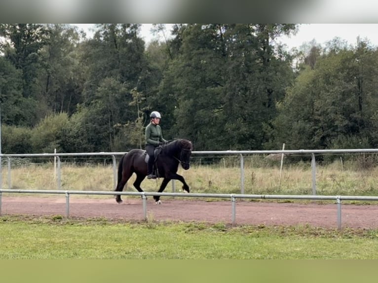 Islandpferd Wallach 12 Jahre 144 cm Rappe in Soltau