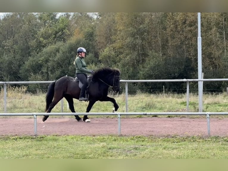 Islandpferd Wallach 12 Jahre 144 cm Rappe in Soltau