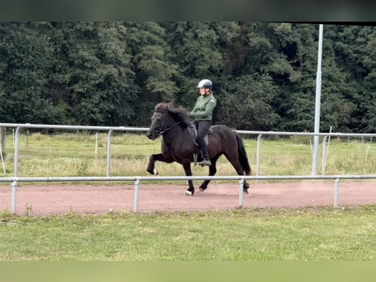 Islandpferd Wallach 12 Jahre 144 cm Rappe in Soltau