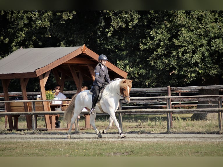 Islandpferd Wallach 12 Jahre 144 cm Schecke in Schenefeld