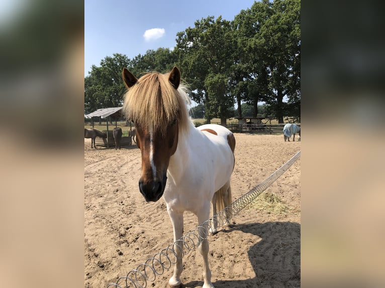 Islandpferd Wallach 12 Jahre 144 cm Schecke in Schenefeld