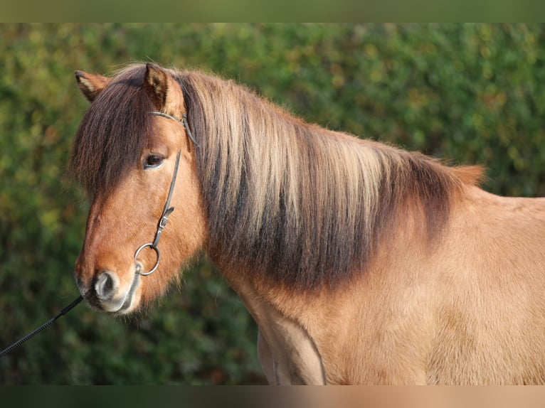 Islandpferd Wallach 12 Jahre 145 cm Falbe in Dohm-Lammersdorf