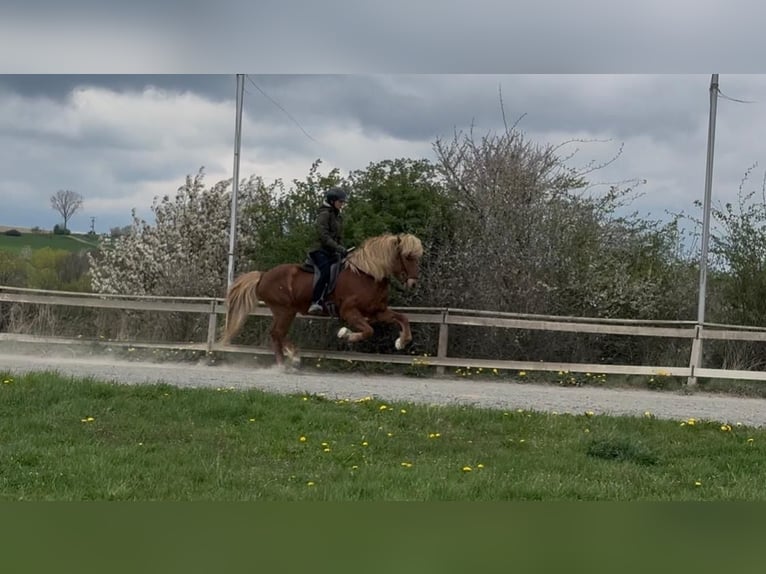 Islandpferd Wallach 12 Jahre 146 cm Fuchs in Wehrheim