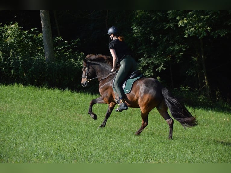 Islandpferd Wallach 12 Jahre 147 cm Brauner in RosenbergRosenberg