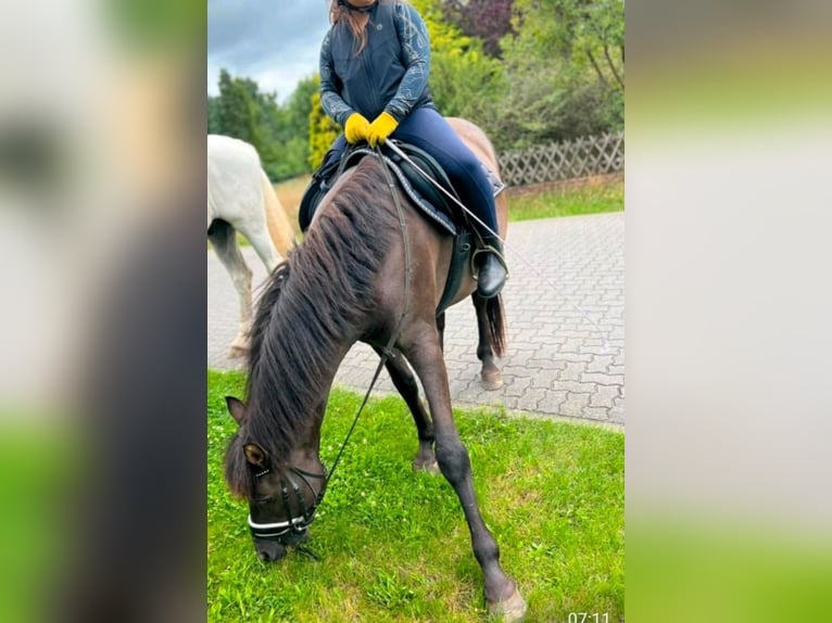 Islandpferd Mix Wallach 12 Jahre 151 cm Rappe in Bergen
