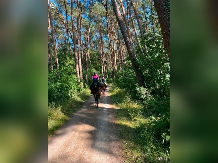 Islandpferd Mix Wallach 12 Jahre 151 cm Rappe in Bergen