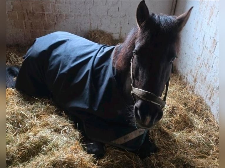 Islandpferd Mix Wallach 12 Jahre 151 cm Rappe in Bergen