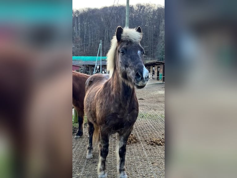 Islandpferd Wallach 12 Jahre  in Lörrach