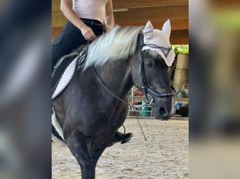 Islandpferd Wallach 12 Jahre  in Lörrach