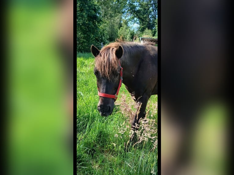 Islandpferd Wallach 12 Jahre Schwarzbrauner in Vollersode