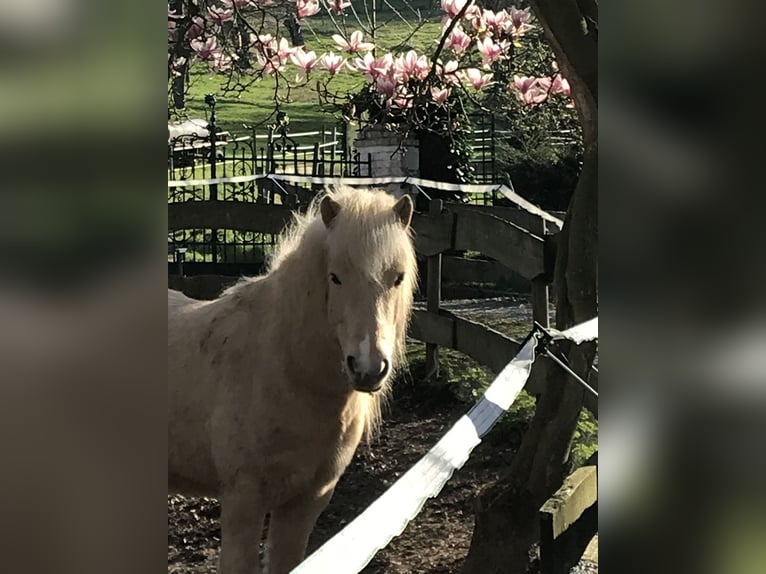 Islandpferd Wallach 13 Jahre 130 cm Palomino in Königswinter