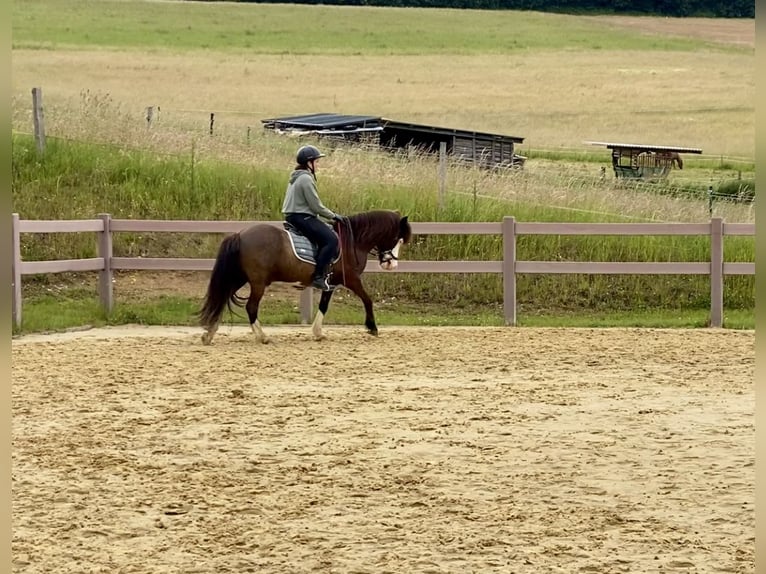 Islandpferd Wallach 13 Jahre 135 cm Schecke in Oberraden