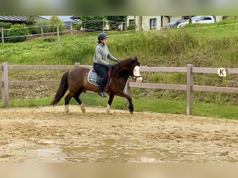 Islandpferd Wallach 13 Jahre 135 cm Schecke in Oberraden