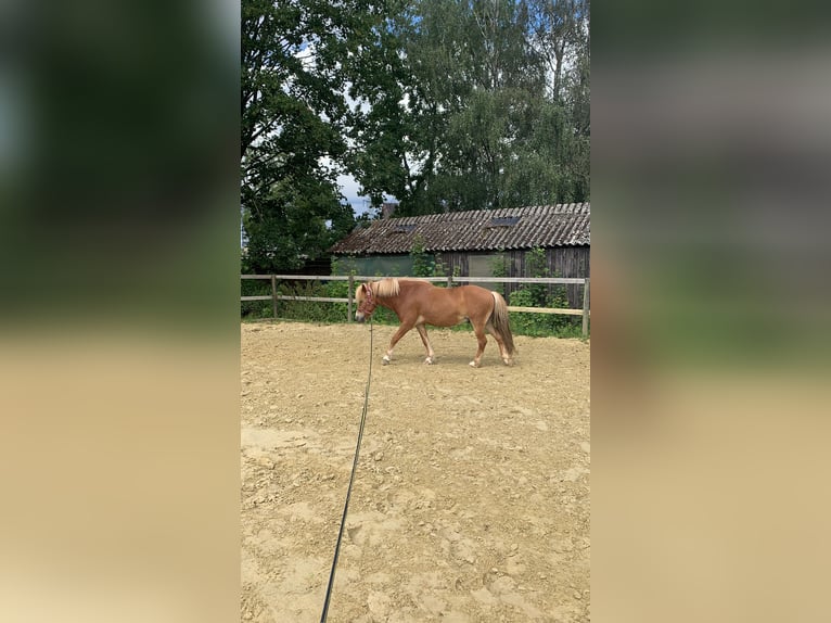 Islandpferd Wallach 13 Jahre 136 cm Fuchs in Willich