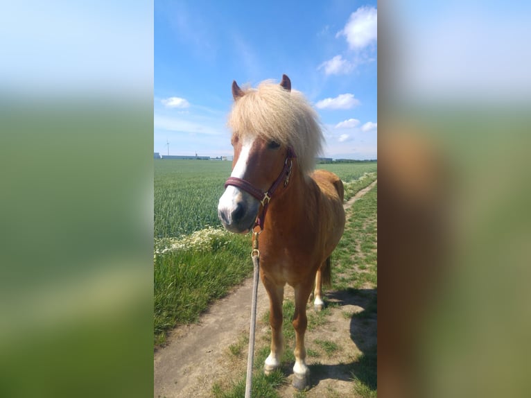 Islandpferd Wallach 13 Jahre 136 cm Fuchs in Willich