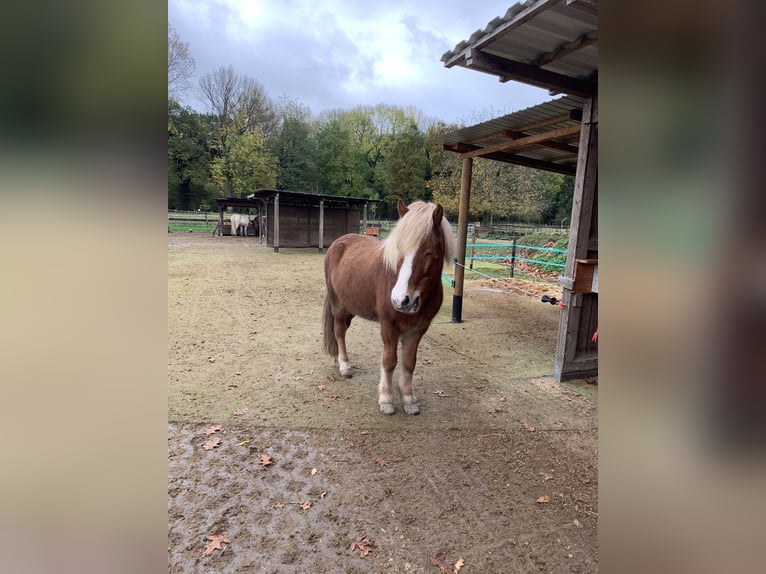Islandpferd Wallach 13 Jahre 136 cm Fuchs in Willich