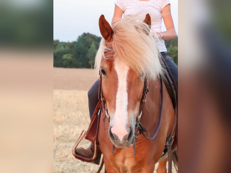 Islandpferd Wallach 13 Jahre 136 cm Fuchs in Willich