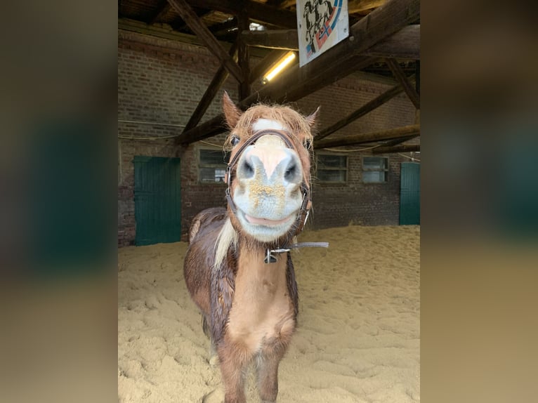 Islandpferd Wallach 13 Jahre 136 cm Fuchs in Willich