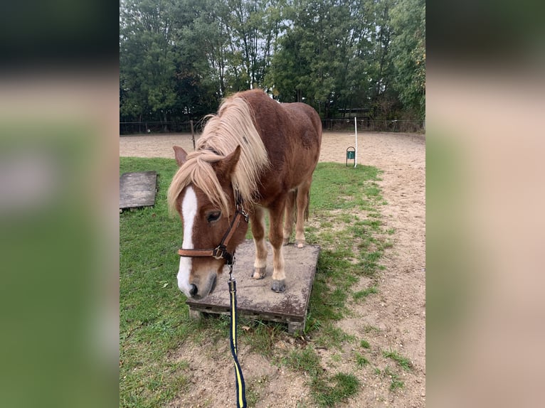 Islandpferd Wallach 13 Jahre 136 cm Fuchs in Willich