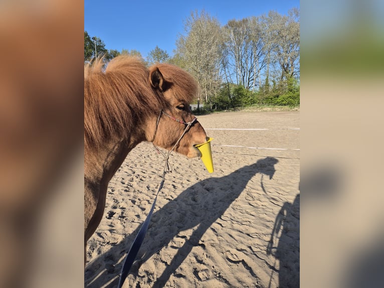 Islandpferd Wallach 13 Jahre 137 cm Falbe in Neustadt am Rübenberge