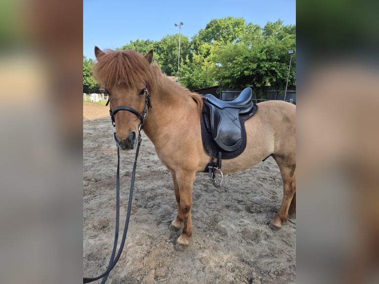 Islandpferd Wallach 13 Jahre 137 cm Falbe in Neustadt am Rübenberge