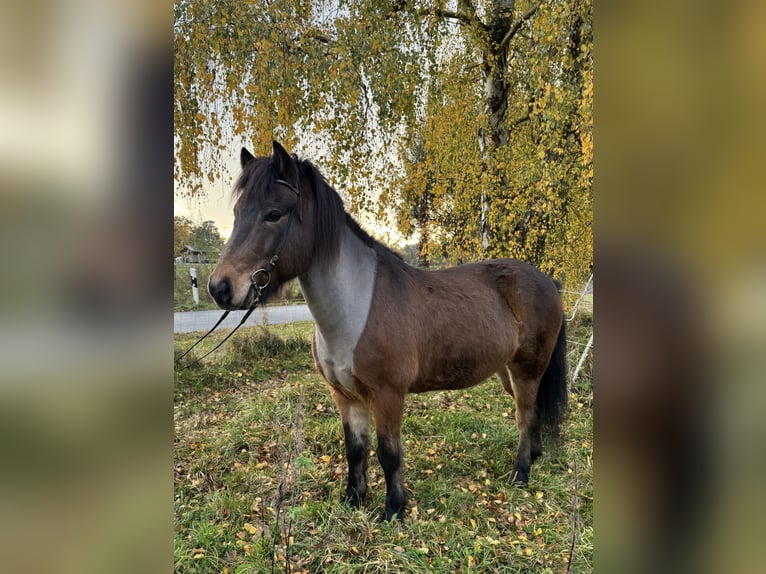 Islandpferd Wallach 13 Jahre 138 cm Brauner in Neuenkirchen