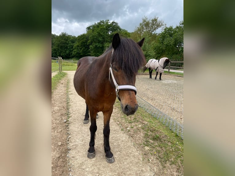 Islandpferd Wallach 13 Jahre 138 cm Brauner in Putscheid