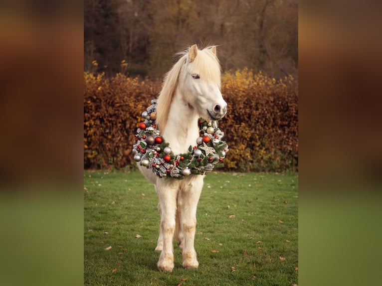 Islandpferd Wallach 13 Jahre 138 cm Schimmel in Kassel