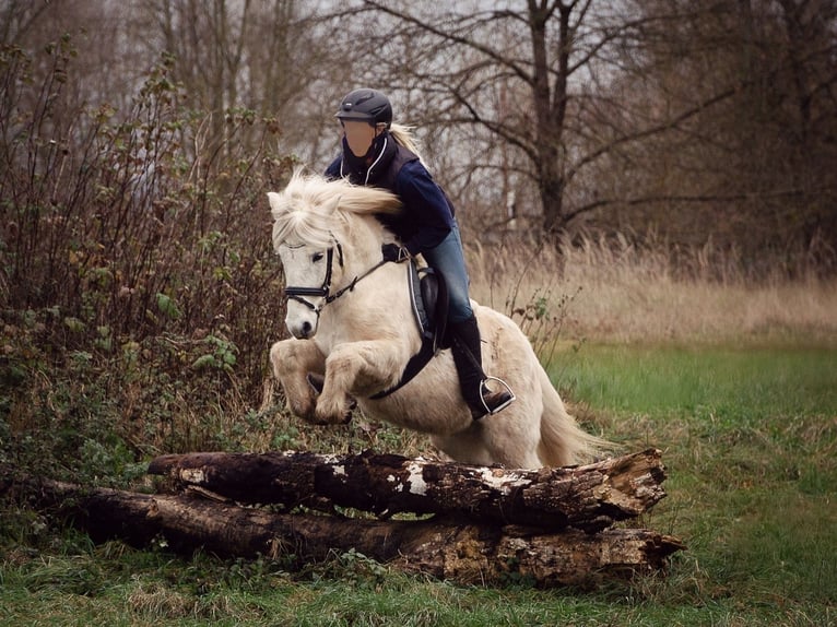 Islandpferd Wallach 13 Jahre 138 cm Schimmel in Kassel