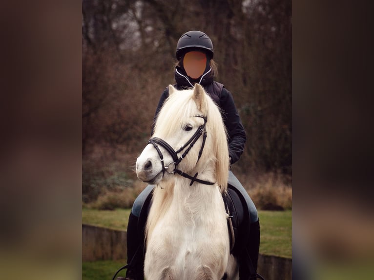 Islandpferd Wallach 13 Jahre 138 cm Schimmel in Kassel