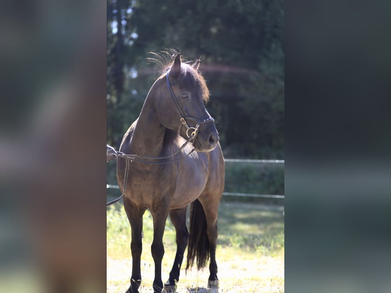 Islandpferd Wallach 13 Jahre 139 cm Rappe in Regenstauf