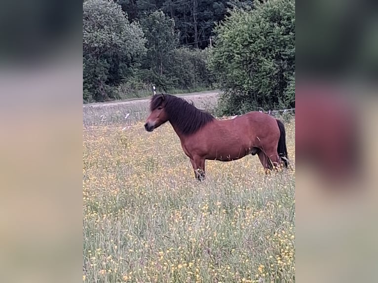 Islandpferd Wallach 13 Jahre 140 cm Brauner in Walsdorf