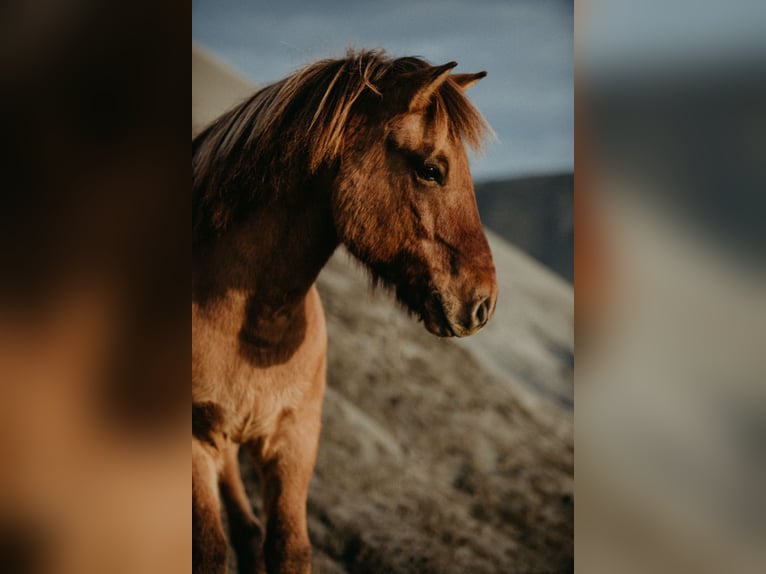 Islandpferd Wallach 13 Jahre 140 cm Falbe in Münster