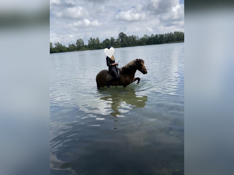 Islandpferd Wallach 13 Jahre 140 cm Falbe in Münster